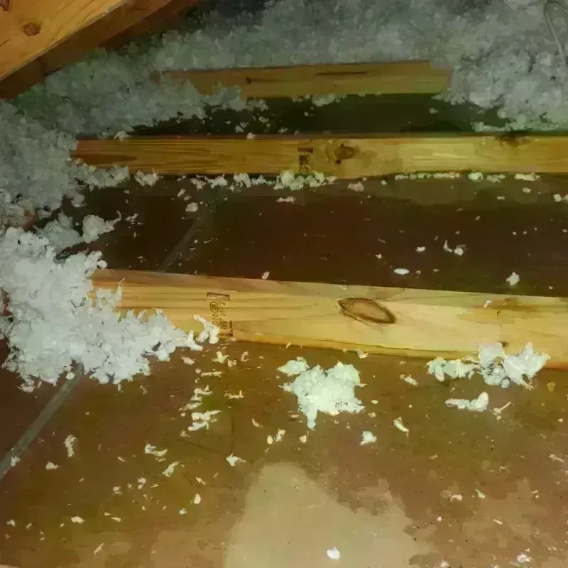 Best Attic Water Damage Service in Florence, SC